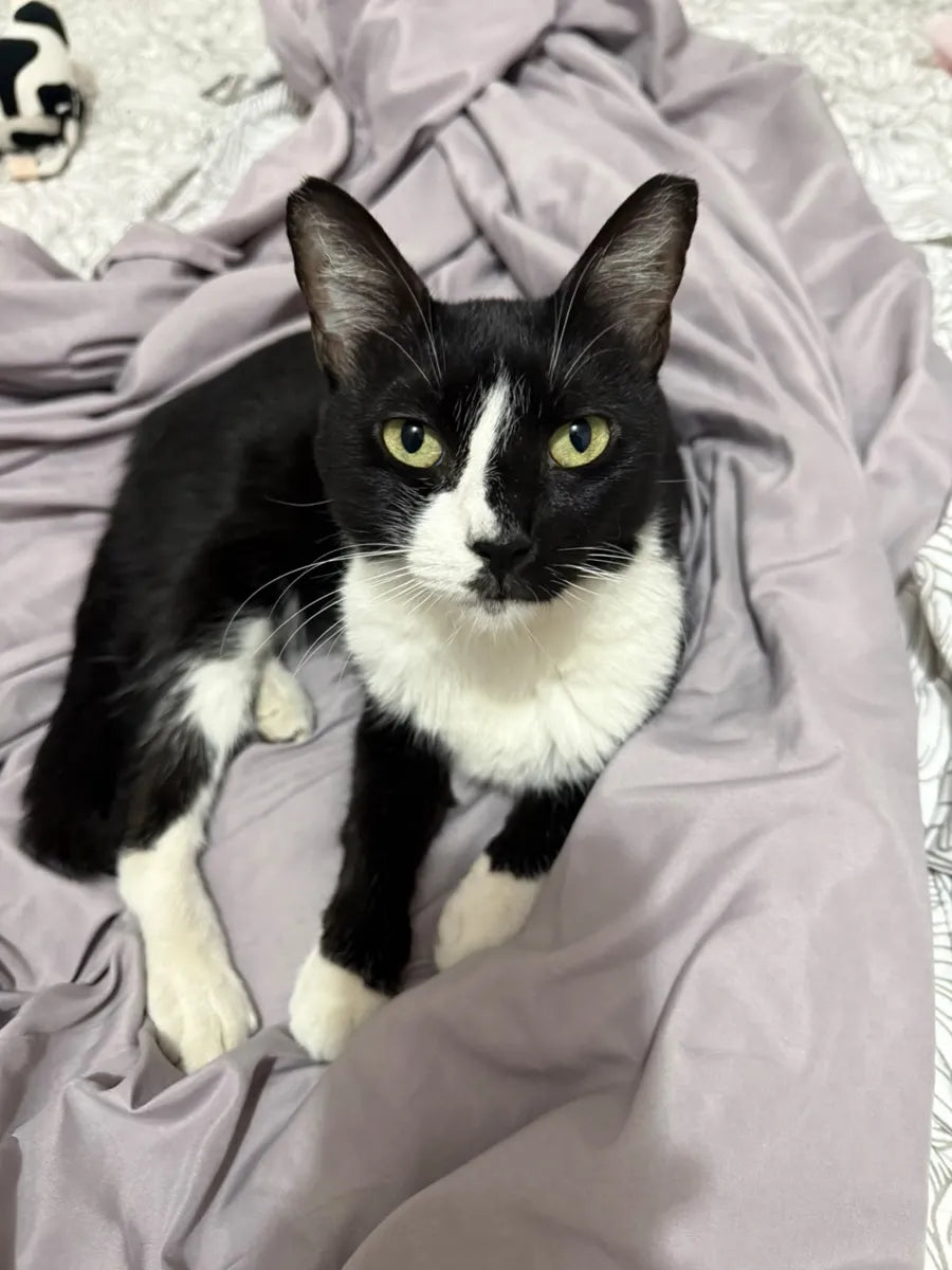 Foto original del gato blanco y negro